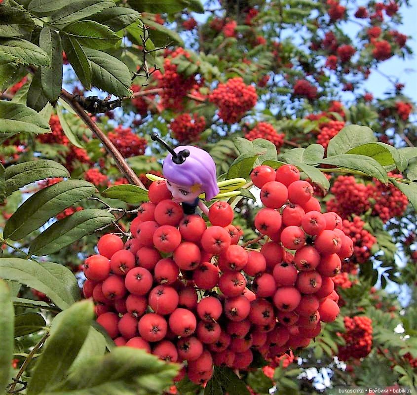 Букашки. Гроздья рябины — Другие мини (фото 4)