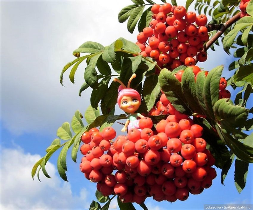 Букашки. Гроздья рябины — Другие мини (фото 9)