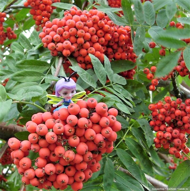 Букашки. Гроздья рябины — Другие мини