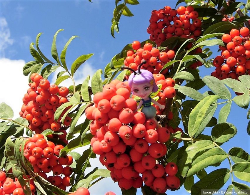 Букашки. Гроздья рябины — Другие мини (фото 8)