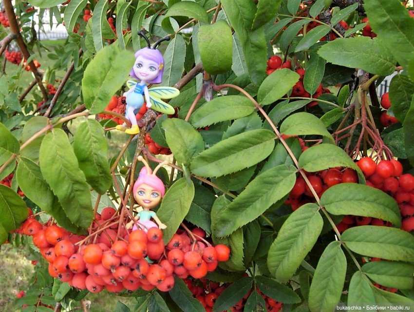 Букашки. Гроздья рябины — Другие мини