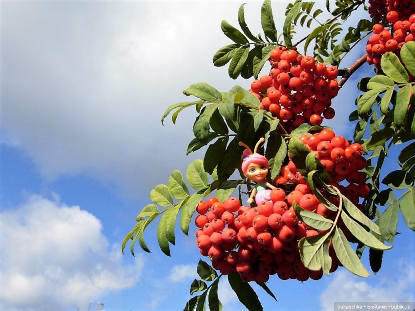 Букашки. Гроздья рябины — Другие мини (фото 10)