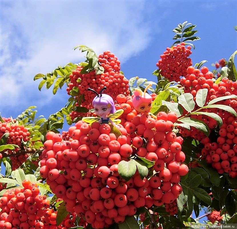 Букашки. Гроздья рябины — Другие мини (фото 5)