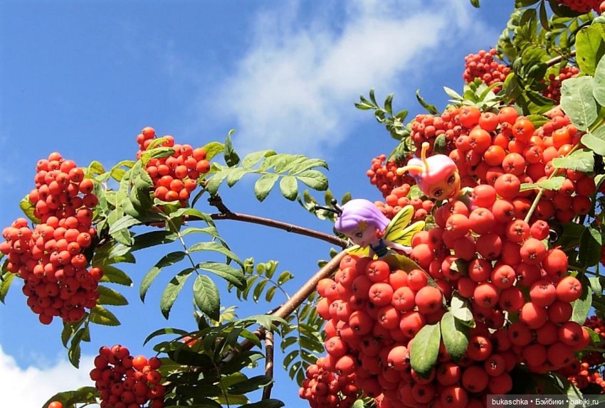 Букашки. Гроздья рябины — Другие мини (фото 6)