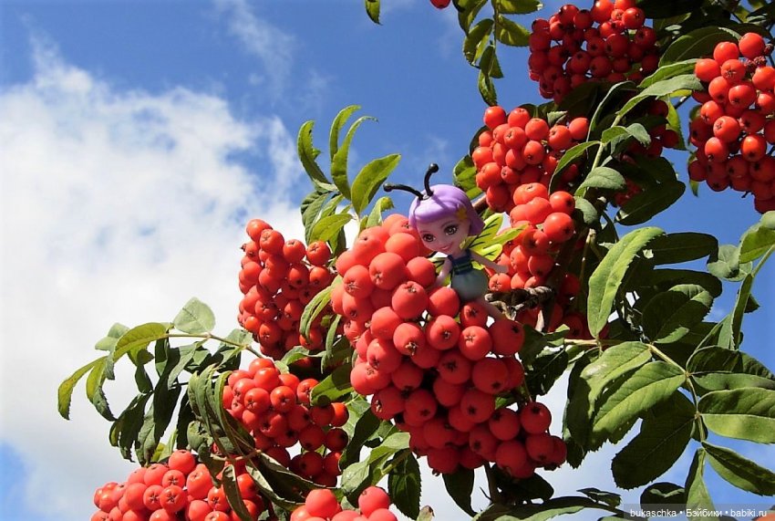 Букашки. Гроздья рябины — Другие мини (фото 7)