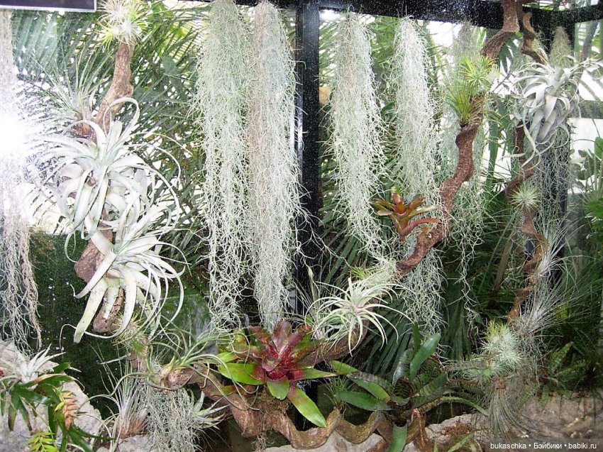 Чудеса в отделе природы — Куклы Baboliy (Баболи (фото 2)