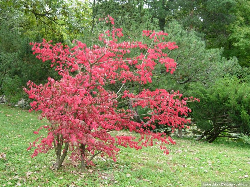 В Японском саду — Куклы Baboliy (Баболи (фото 6)