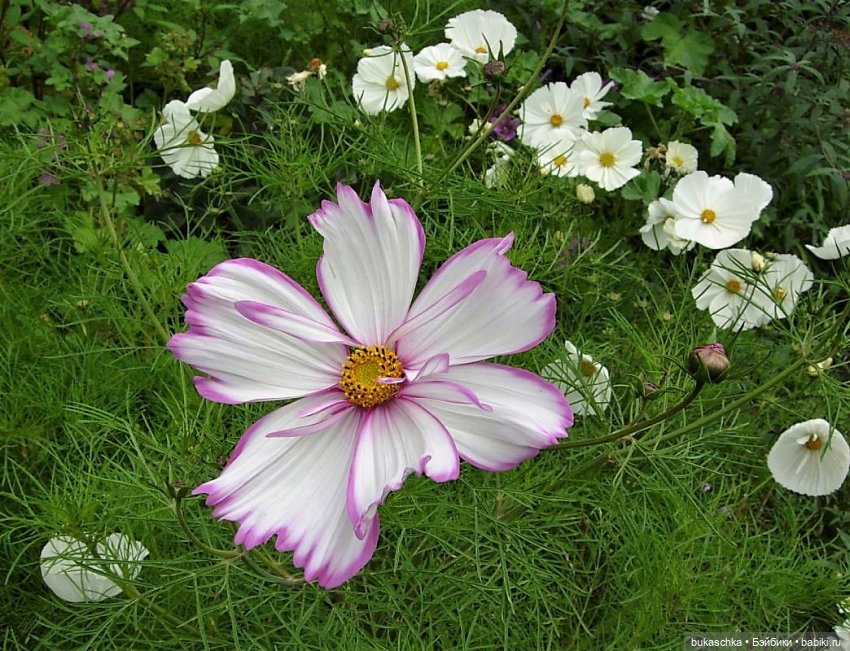 В ботаническом саду — Куклы Baboliy (Баболи (фото 6)