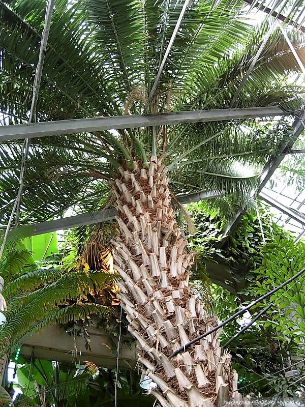 В ботаническом саду — Куклы Baboliy (Баболи