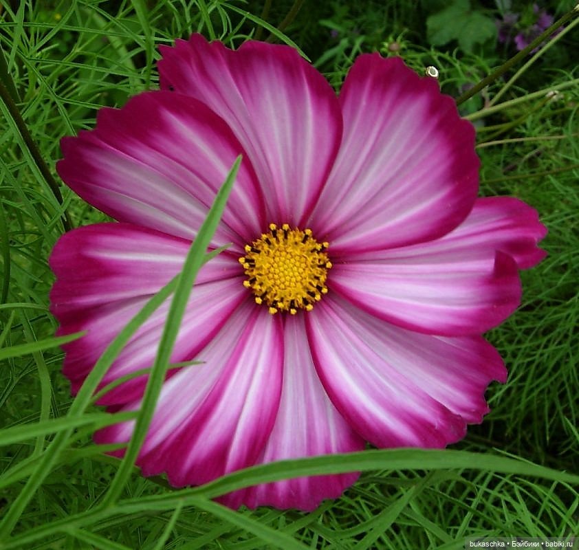 В ботаническом саду — Куклы Baboliy (Баболи (фото 7)