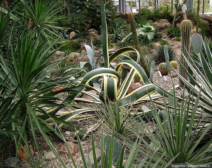 В ботаническом саду — Куклы Baboliy (Баболи