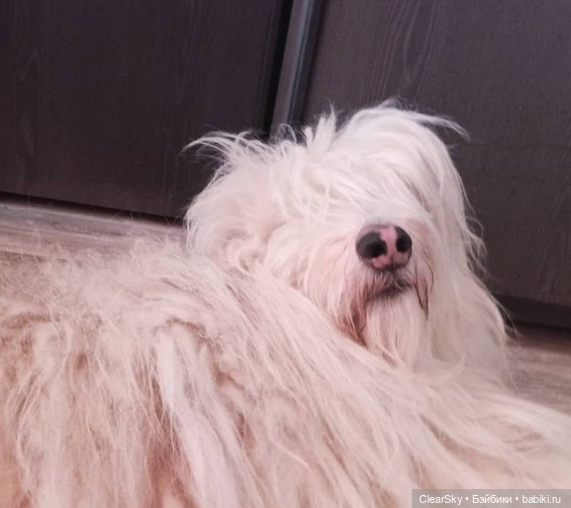 полосатый нос