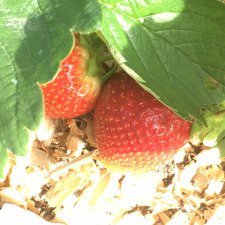 Солнце, радость, дача