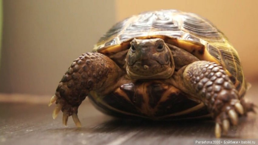 Любимый немец. Главы 1 - 3