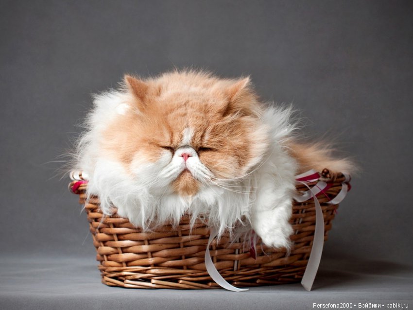 Любимый немец. Глава 10, часть 1 (фото 10)