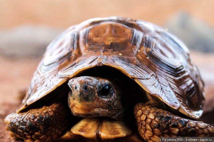 Любимый немец. Глава 17, часть 1 (фото 2)