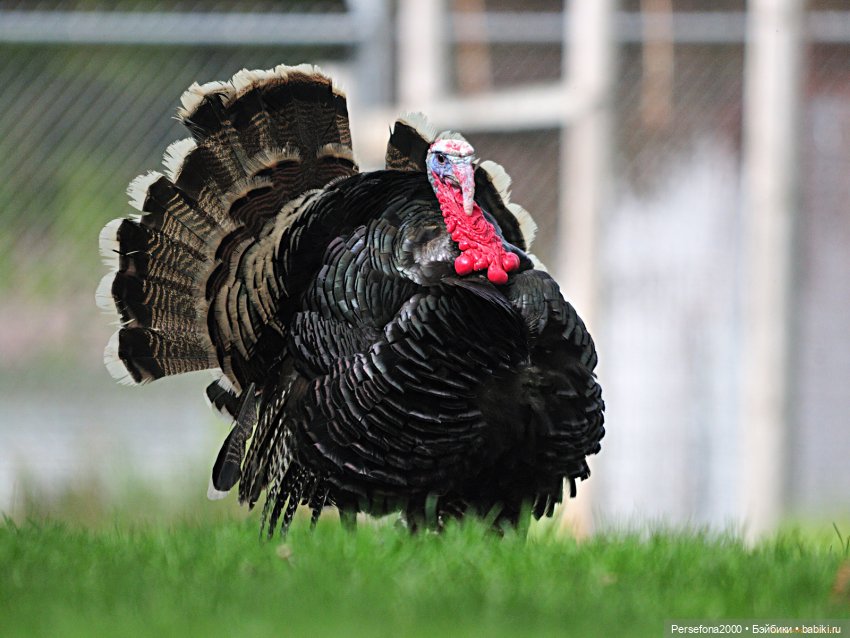 “СВЕРХЪЕСТЕСТВЕННЫЕ МАТЕРИАЛЫ”. Дело № 001. “Матушка Гусыня, или Идеальный блудный сын”. Глава 6 (фото 2)