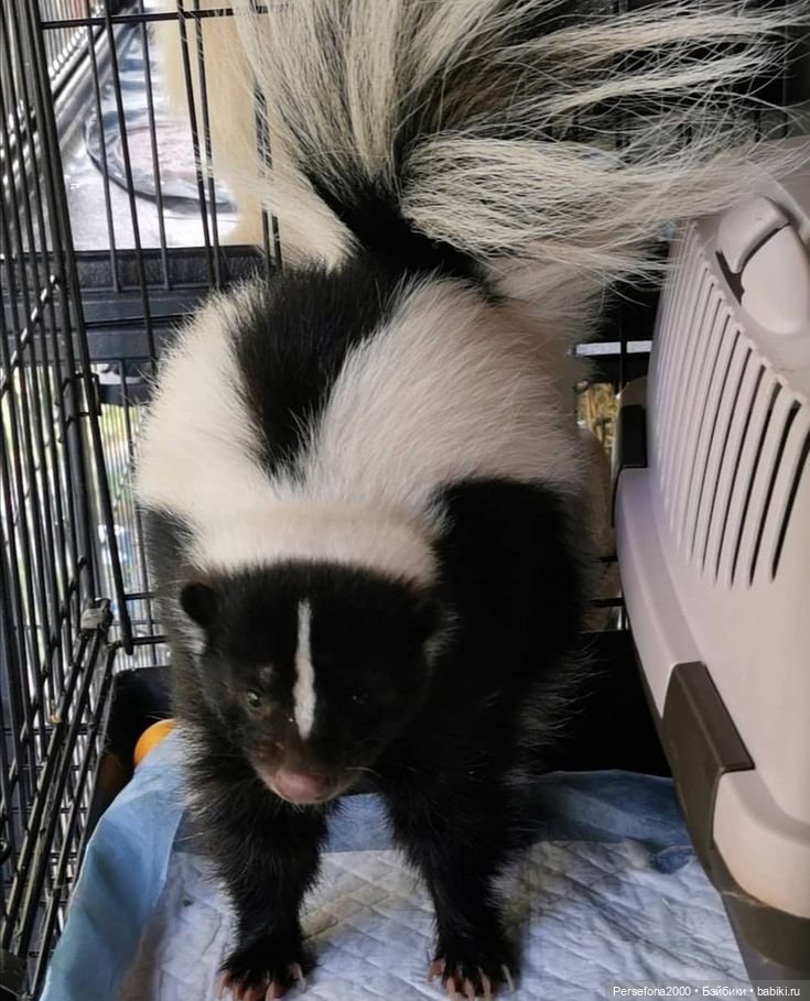 “СВЕРХЪЕСТЕСТВЕННЫЕ МАТЕРИАЛЫ”. Дело № 002. “Аз есмь вендетта, или Смерть с ароматом луны”. Глава 11 (фото 9)