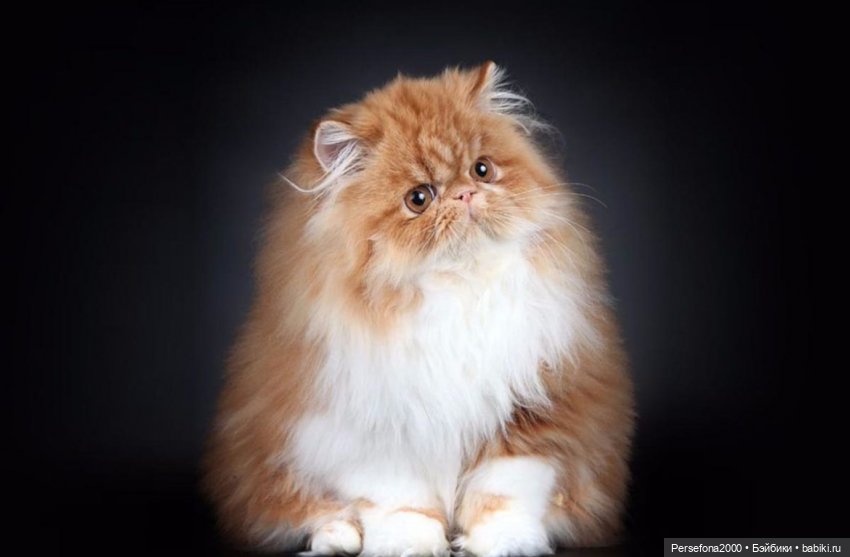 “СВЕРХЪЕСТЕСТВЕННЫЕ МАТЕРИАЛЫ”. Дело № 002. “Аз есмь вендетта, или Смерть с ароматом луны”. Глава 14