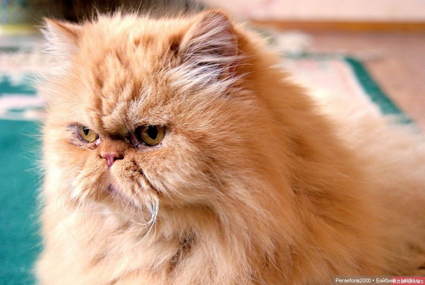 “СВЕРХЪЕСТЕСТВЕННЫЕ МАТЕРИАЛЫ”. Дело № 002. “Аз есмь вендетта, или Смерть с ароматом луны”. Глава 14