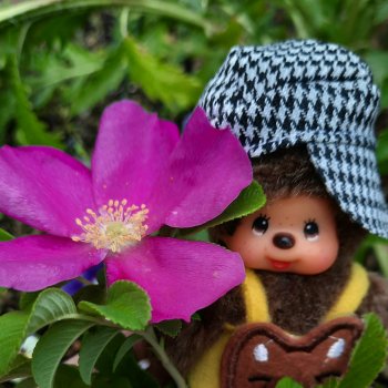 Цветущий август или прогулка для души.