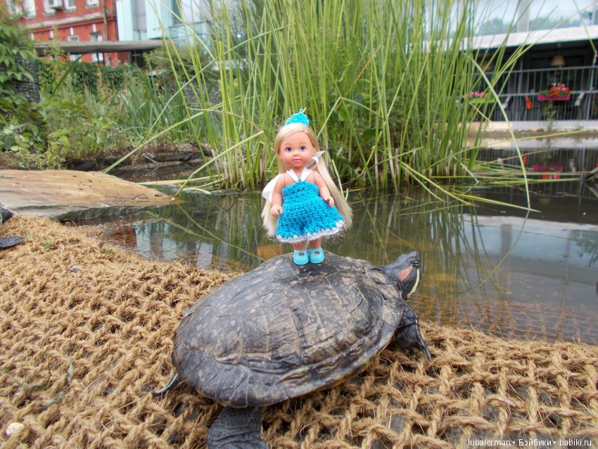 Вот такие краснощекие (или красноухие?) черепахи живут здесь в пруду, меланхолично лежат по его берегам и разрешают себя трогать. А куколкам разрешают даже немножко на себе позагорать