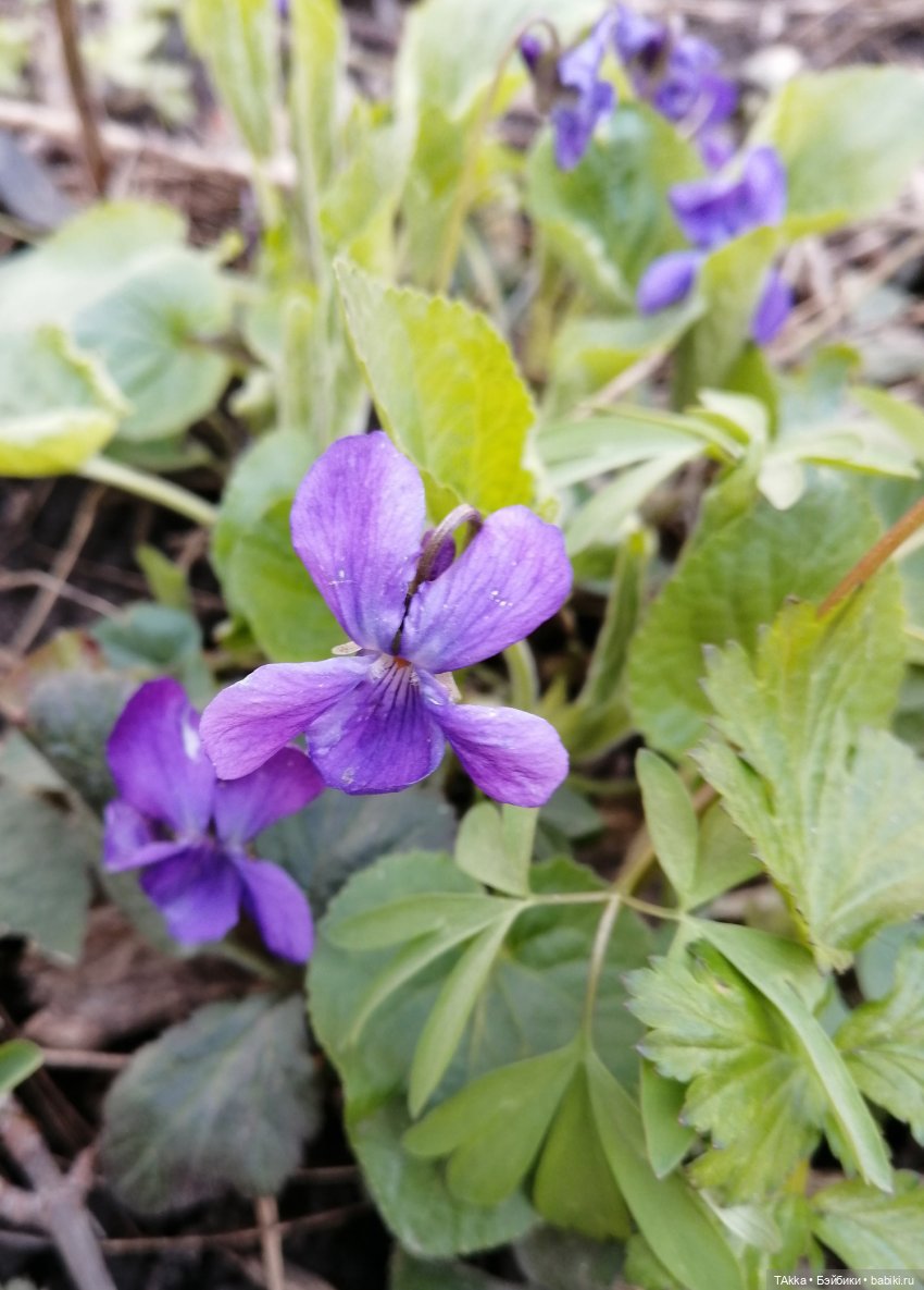 О снегопаде, цветах и новогодней сказке (фото 8)