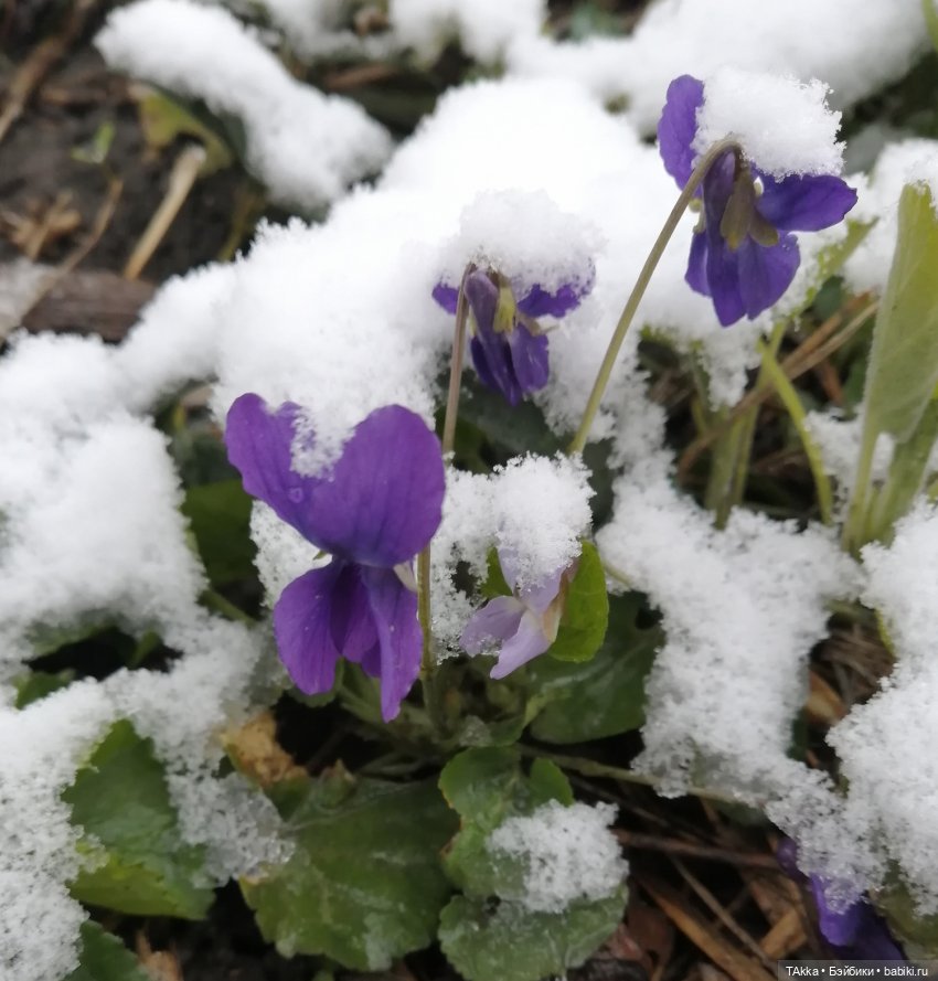 О снегопаде, цветах и новогодней сказке (фото 5)
