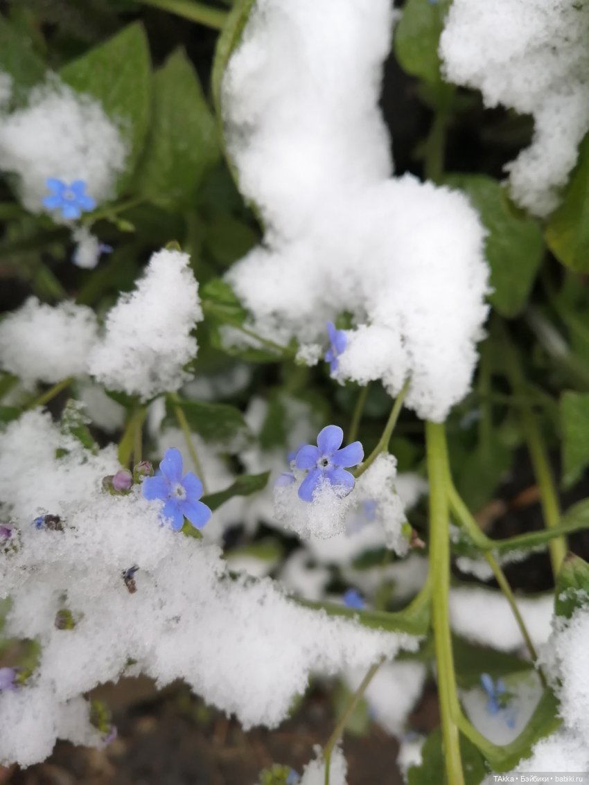 О снегопаде, цветах и новогодней сказке (фото 6)