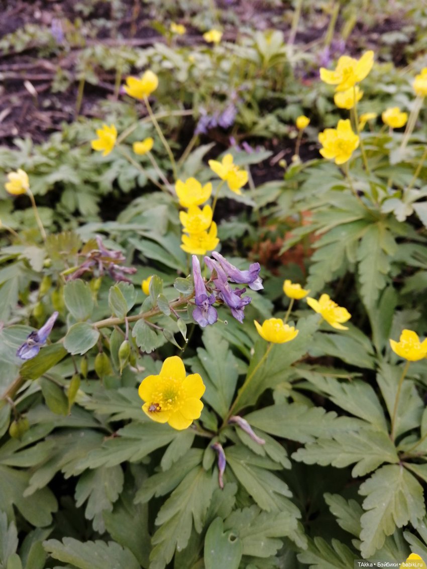 О снегопаде, цветах и новогодней сказке (фото 9)