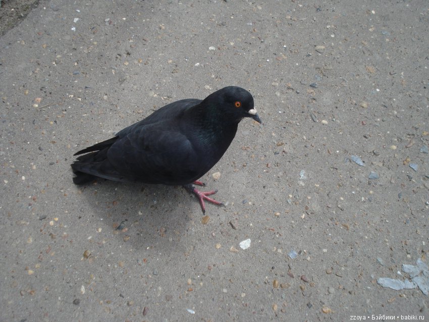 Александра на родине оленя - золотые рога. Мисс Бэйбики 2019