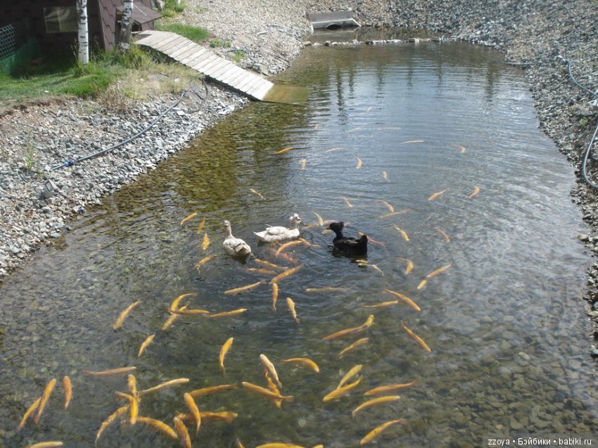 Александра в парке динозавров. Мисс Бэйбики 2019