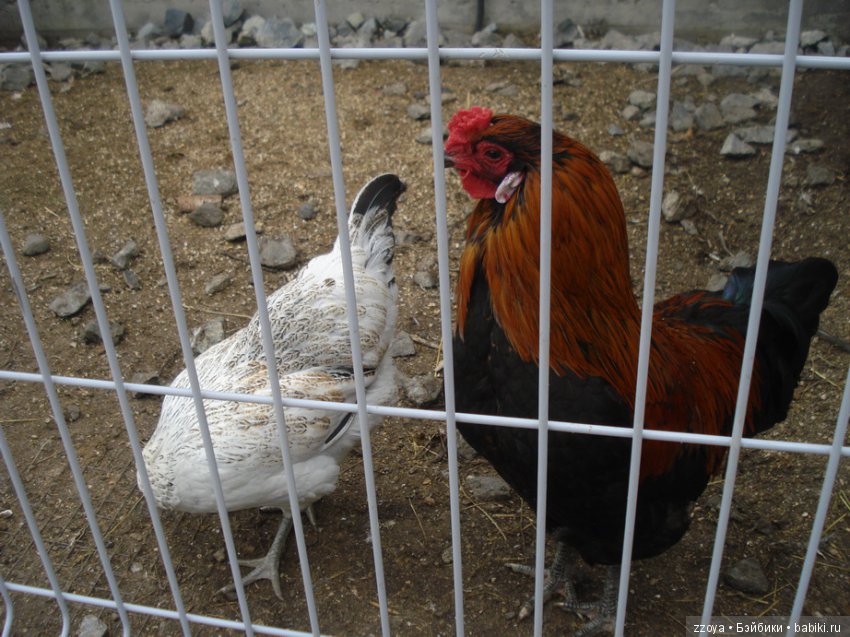 Александра в парке динозавров. Мисс Бэйбики 2019