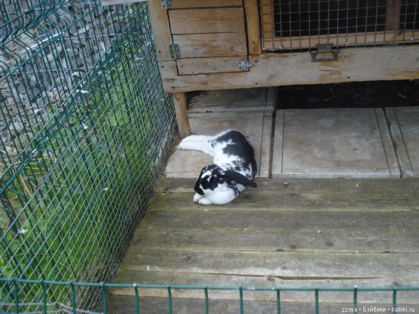 Александра в парке динозавров. Мисс Бэйбики 2019