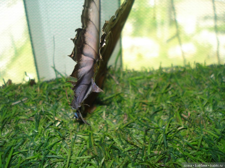 Александра в парке динозавров. Мисс Бэйбики 2019