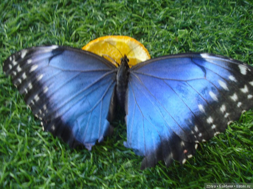 Александра в парке динозавров. Мисс Бэйбики 2019