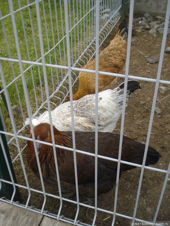 Александра в парке динозавров. Мисс Бэйбики 2019