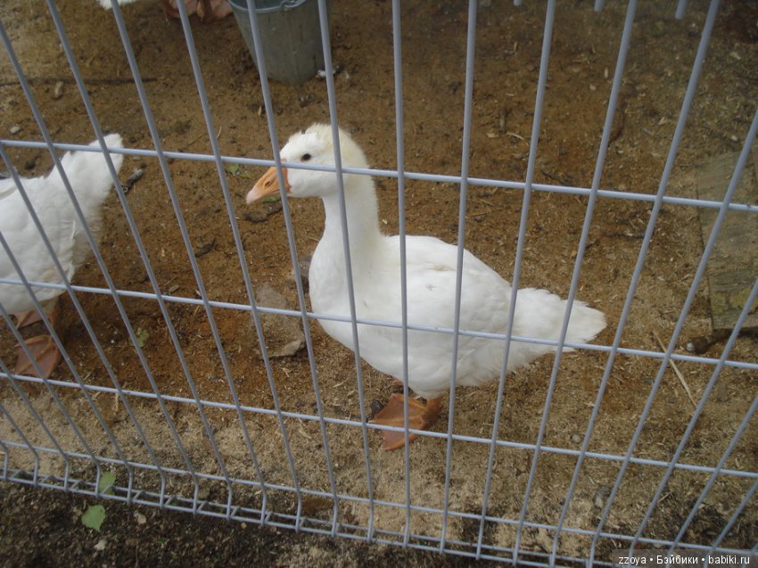 Александра в парке динозавров. Мисс Бэйбики 2019