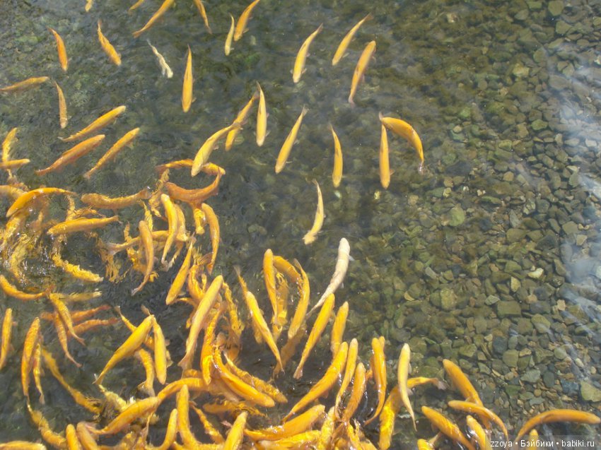 Александра в парке динозавров. Мисс Бэйбики 2019