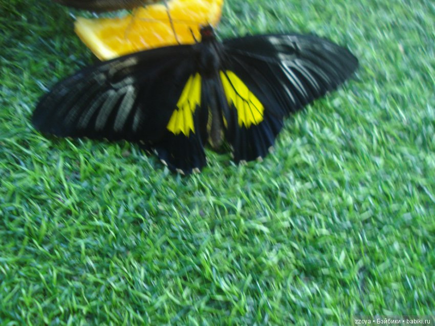 Александра в парке динозавров. Мисс Бэйбики 2019