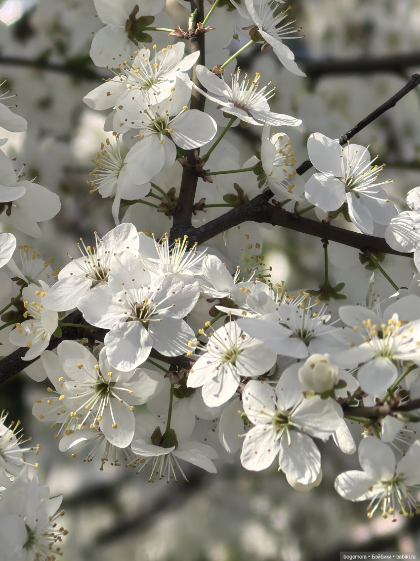 Прогулка по цветущему саду