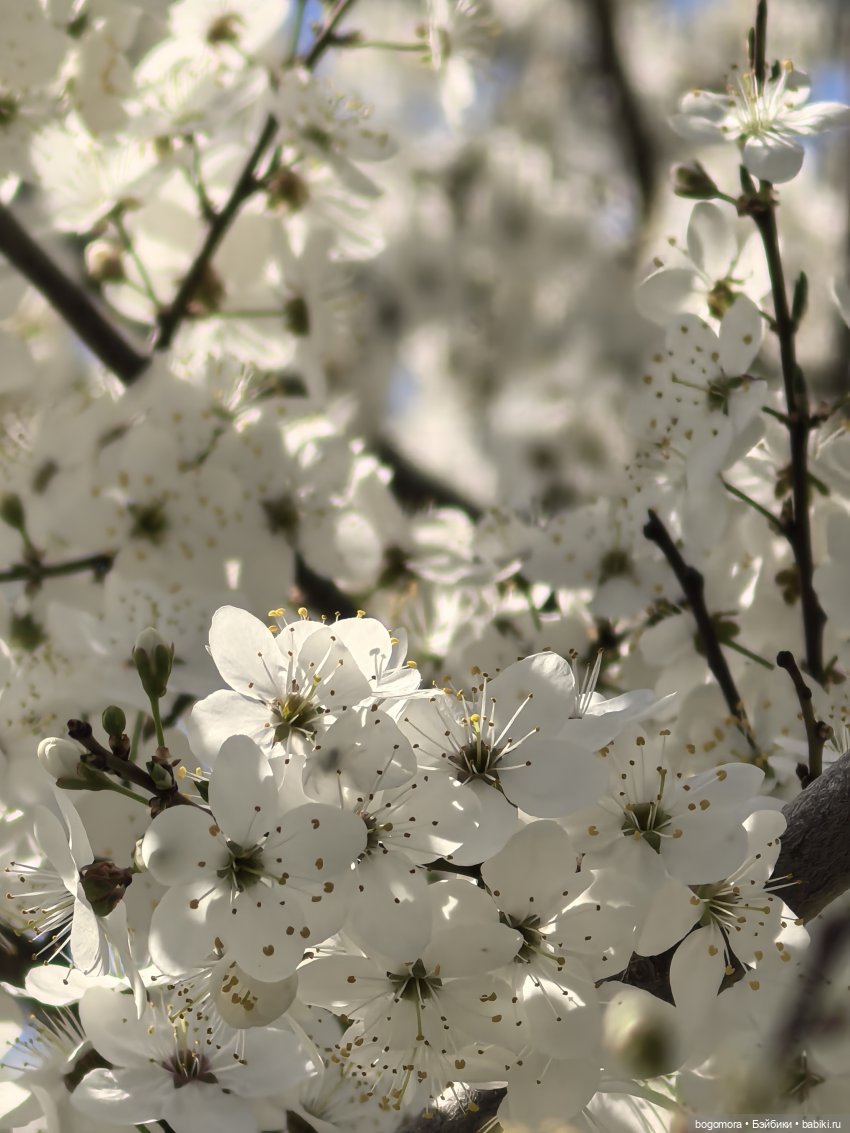 Прогулка по цветущему саду (фото 3)