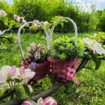 Пикник в лесу