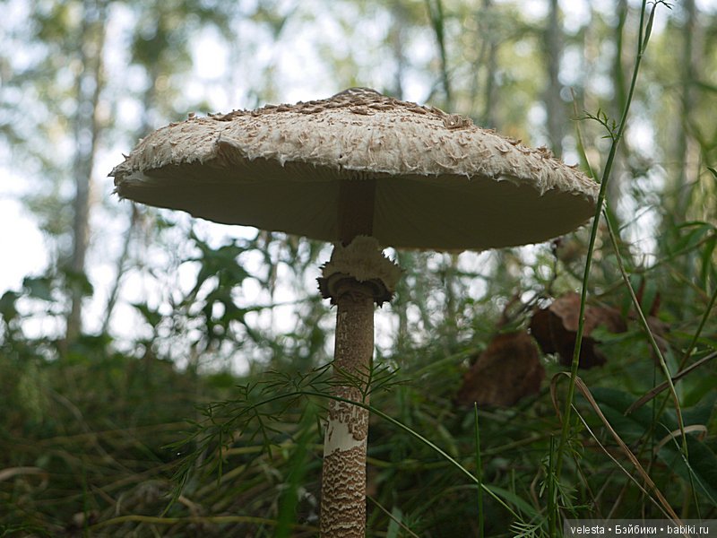 Лесная прогулка малышки kruseling (фото 9)