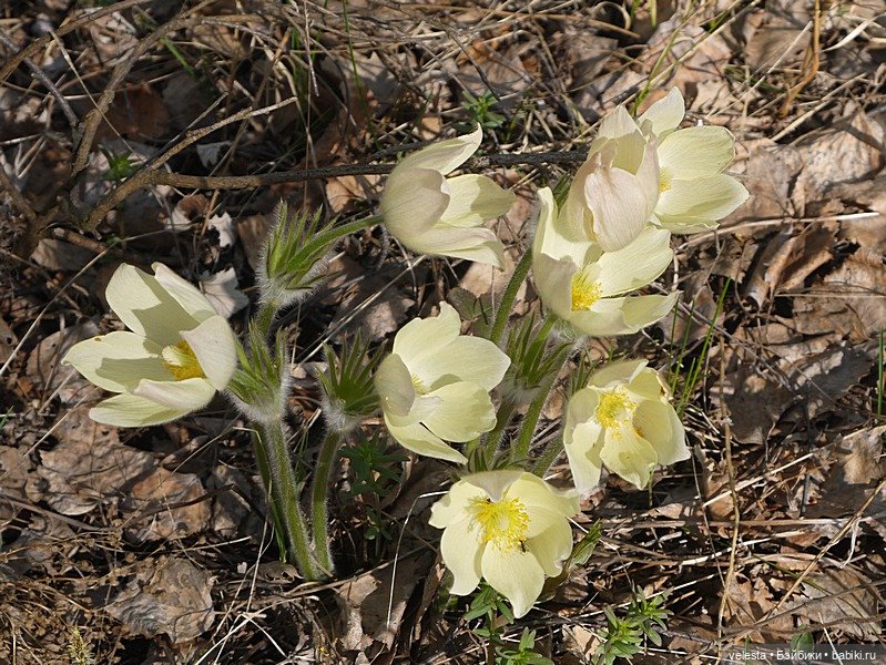 Мэриэллен среди цветов — American Girl Mini: Куклы 16 см (фото 2)