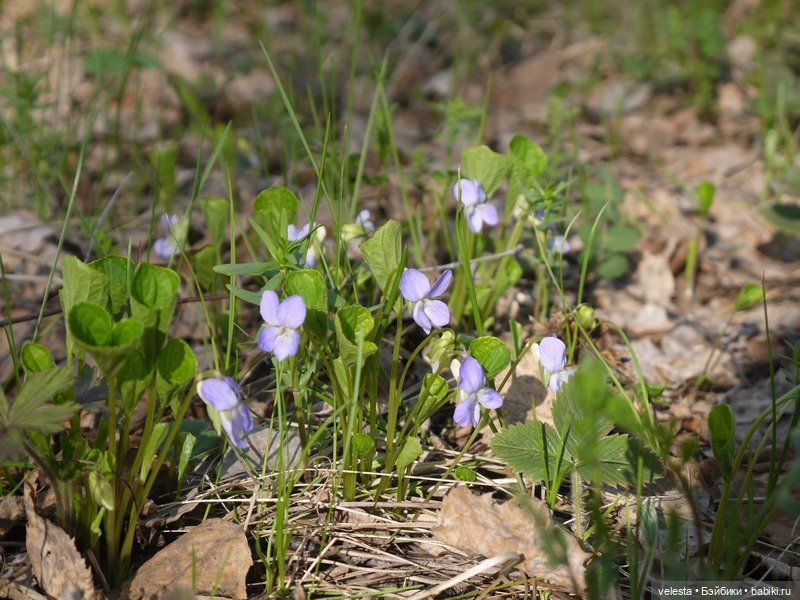 Мэриэллен среди цветов — American Girl Mini: Куклы 16 см (фото 7)