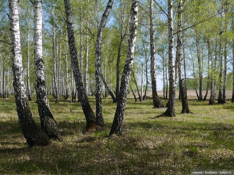 Мэриэллен среди цветов — American Girl Mini: Куклы 16 см (фото 6)