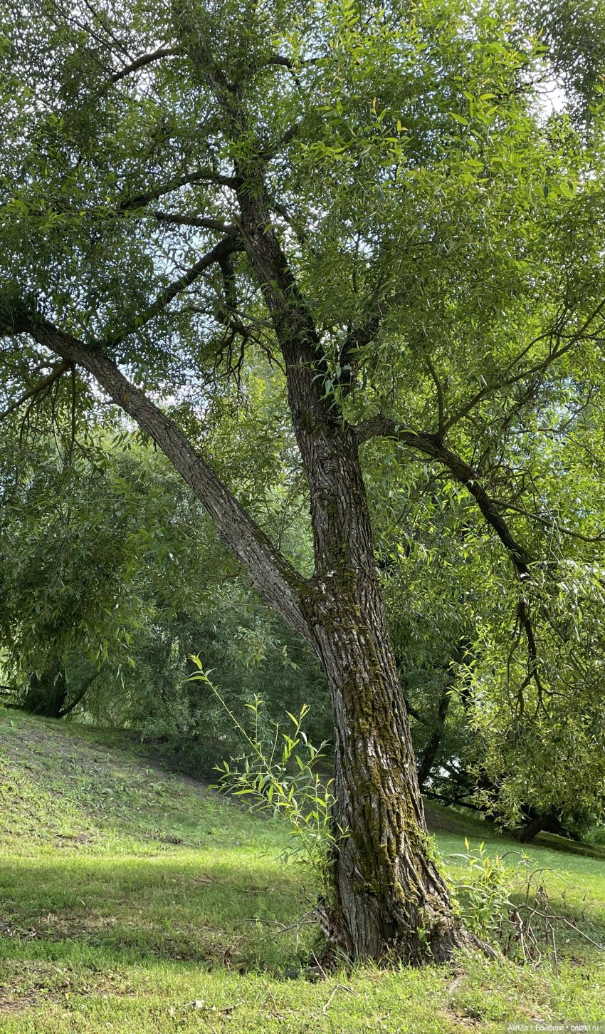 Зелень, солнце и огромные глаза