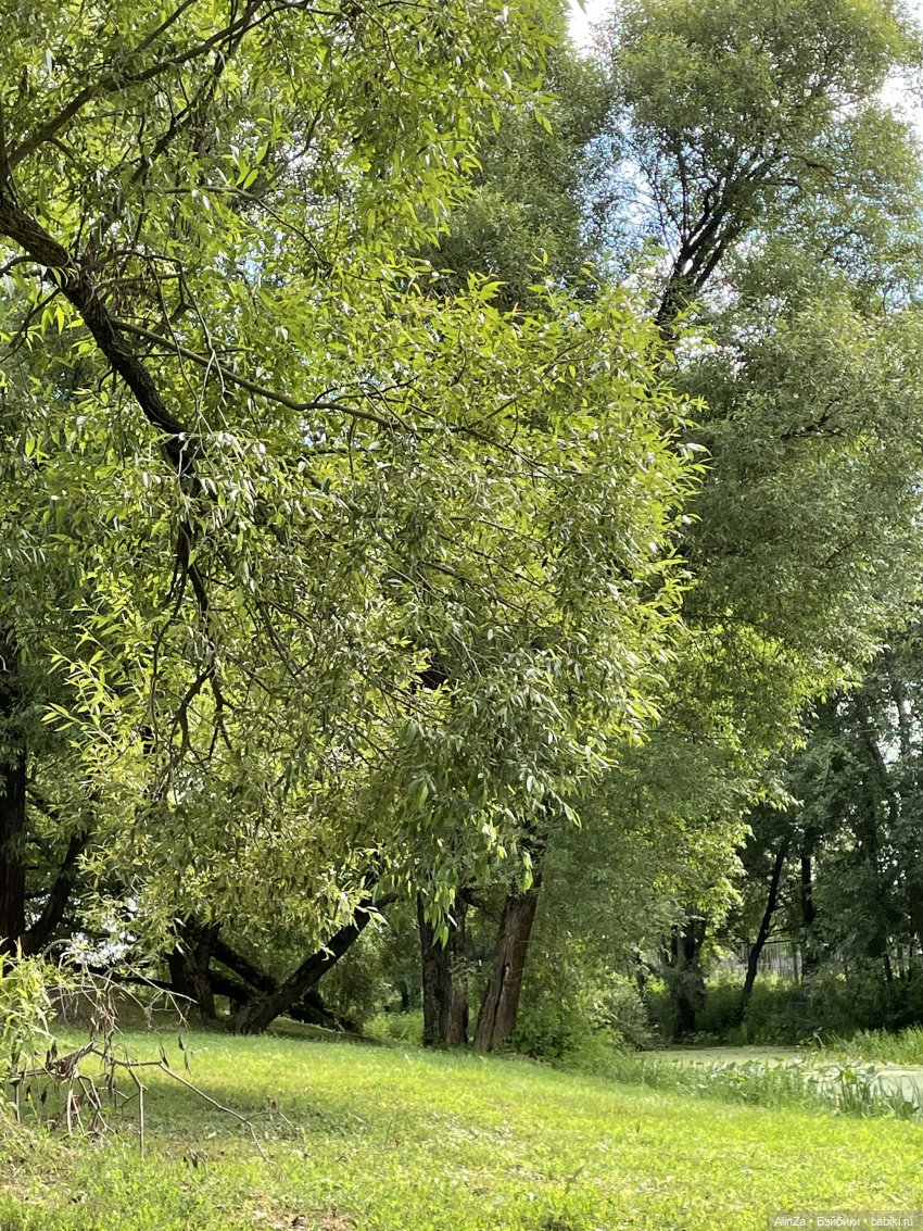 Зелень, солнце и огромные глаза