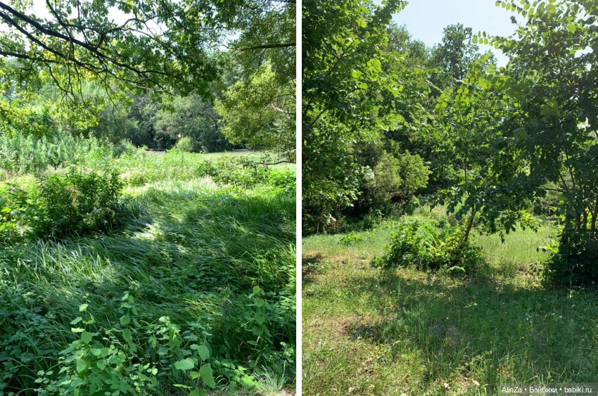 Леди и автомобиль. Летний пикник